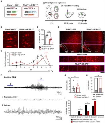 4E-BP1 expression in embryonic postmitotic neurons mitigates mTORC1-induced cortical malformations and behavioral seizure severity but does not prevent epilepsy in mice